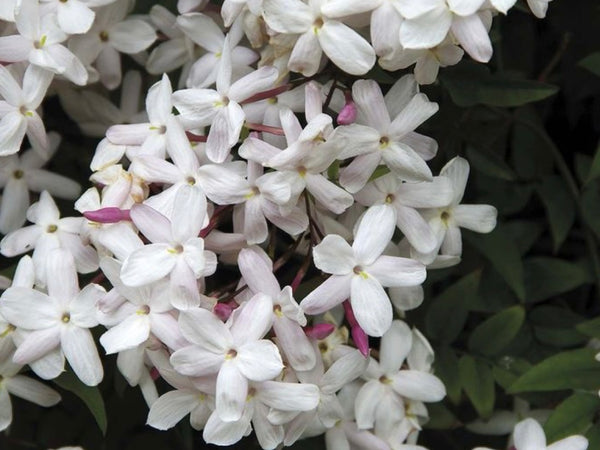 Esencia aromatica Jazmín Mutiproposito