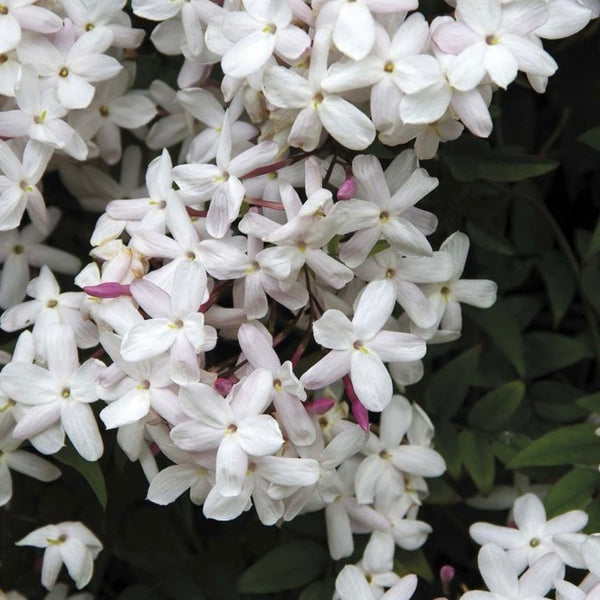 Esencia aromatica Jazmín Mutiproposito