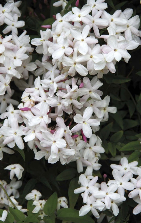Esencia aromatica Jazmín Mutiproposito