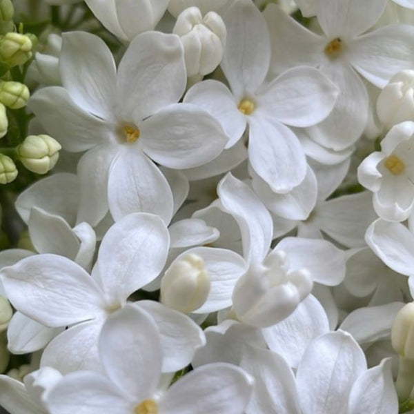 Esencia aromatica Jazmín Mutiproposito