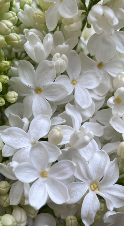 Esencia aromatica Jazmín Mutiproposito
