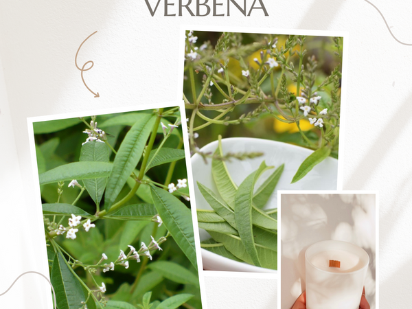 Esencia Verbena Lima multipróposito