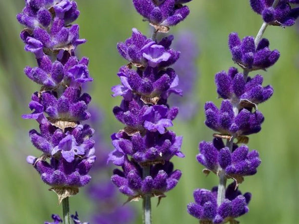 Esencia  Lavanda Mont blanc multipróposito