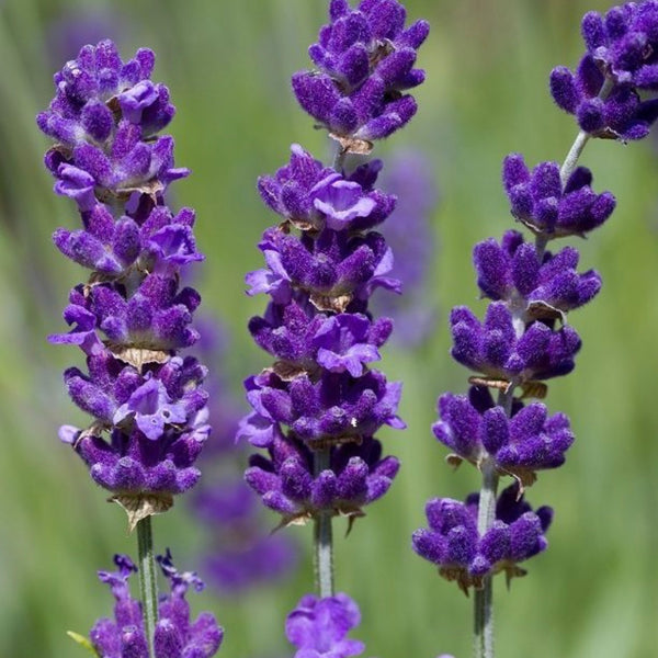Esencia  Lavanda Mont blanc multipróposito