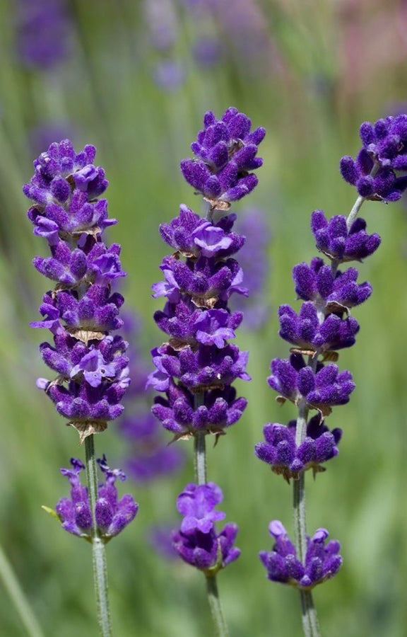 Esencia  Lavanda Mont blanc multipróposito