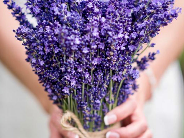 Esencia  Lavanda Mont blanc multipróposito