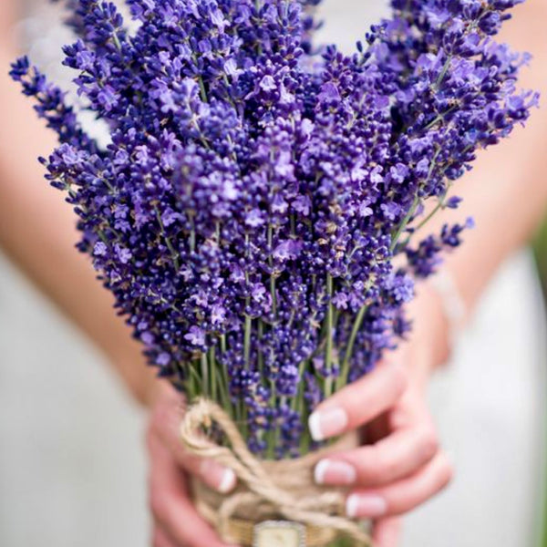 Esencia  Lavanda Mont blanc multipróposito