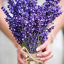 Esencia  Lavanda Mont blanc multipróposito