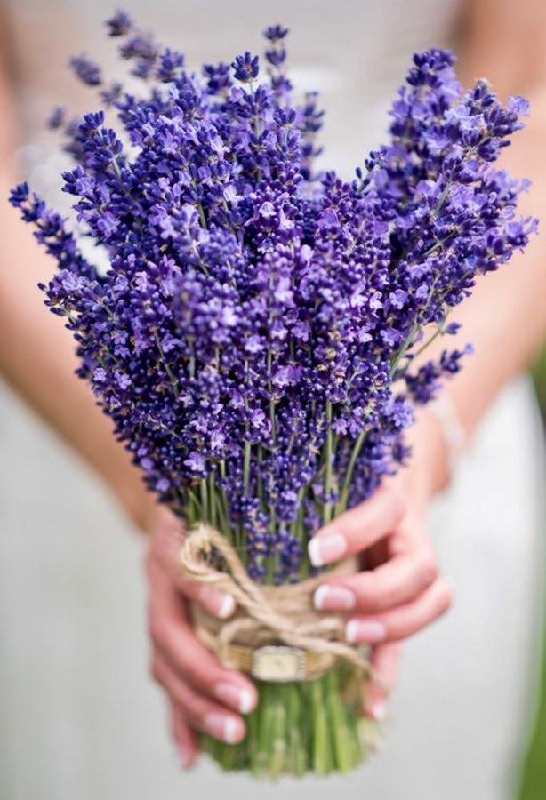Esencia  Lavanda Mont blanc multipróposito