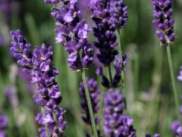 Esencia  Lavanda Mont blanc multipróposito
