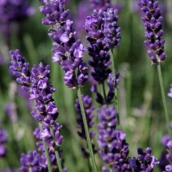Esencia  Lavanda Mont blanc multipróposito