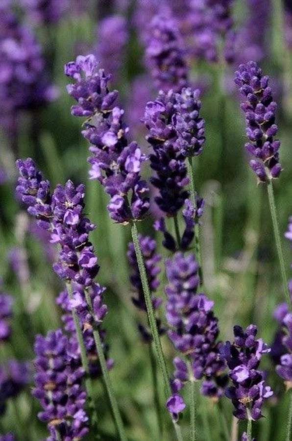 Esencia  Lavanda Mont blanc multipróposito